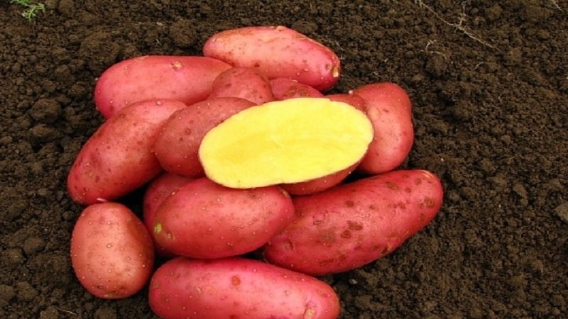 Medium-early, unpretentious Red Fantasy potato variety with bright oval tubers