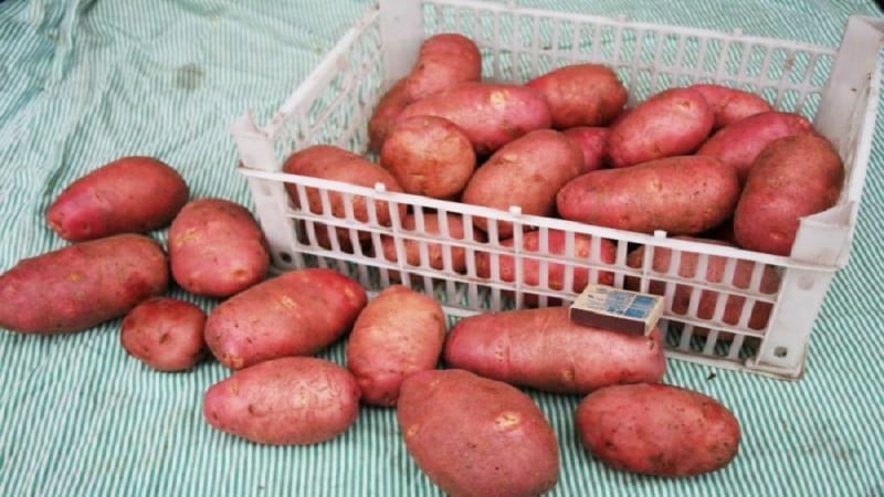 Medium-early, unpretentious Red Fantasy potato variety with bright oval tubers