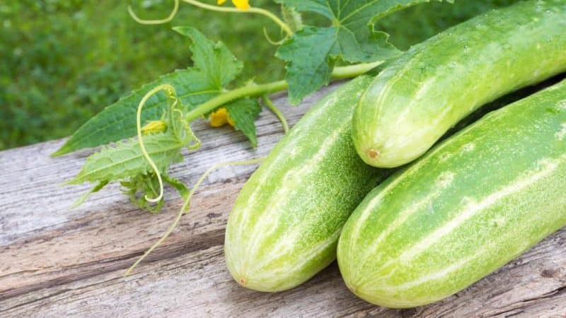 Uma deliciosa receita para o inverno com pepinos crescidos: maneiras de prepará-los em conserva