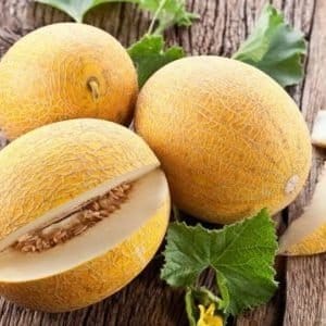 Nous cultivons nous-mêmes une délicieuse récolte : comment pousse le melon en serre, en pleine terre et à la maison