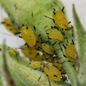 Nós mesmos cultivamos uma colheita deliciosa: como o melão cresce em uma estufa, em campo aberto e em casa