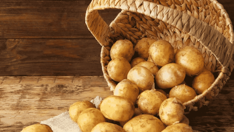 Variété de pomme de terre Latona à maturation précoce et nécessitant peu d'entretien avec des tubercules jaunes