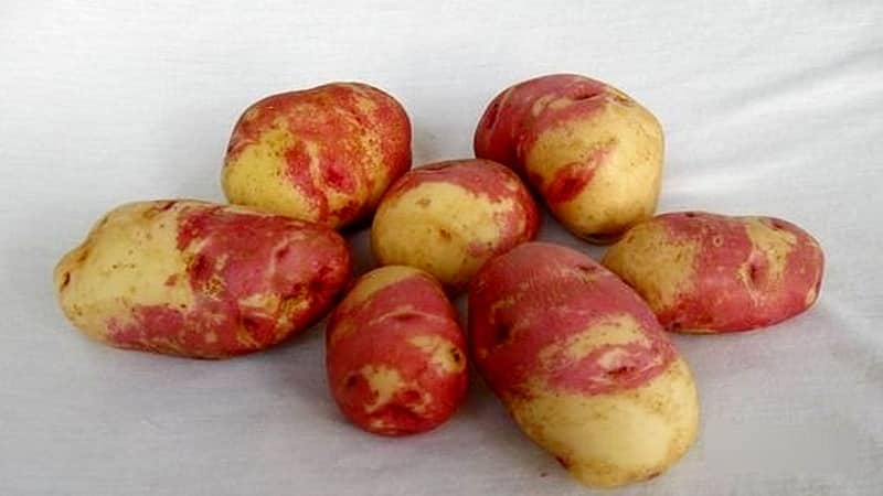 Patates çeşidi Limonka: tanımı, özellikleri ve yorumları