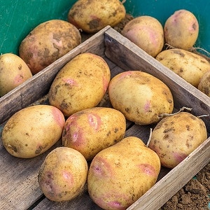 Potato variety Limonka: description, characteristics and reviews