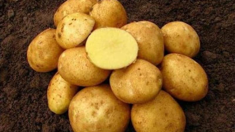 Mid-season table potato variety Volat