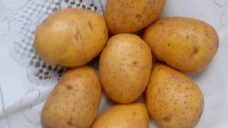 Mid-season table potato variety Volat