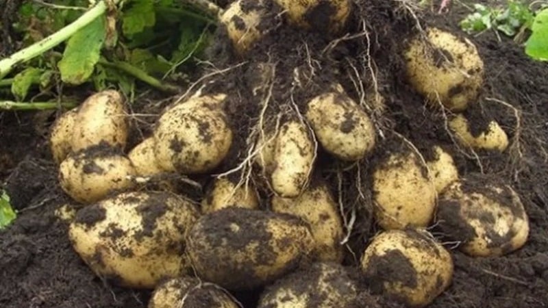 Mid-season table potato variety Volat