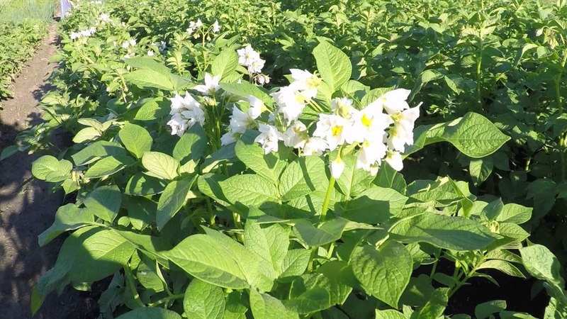 Mid-season table potato variety Volat