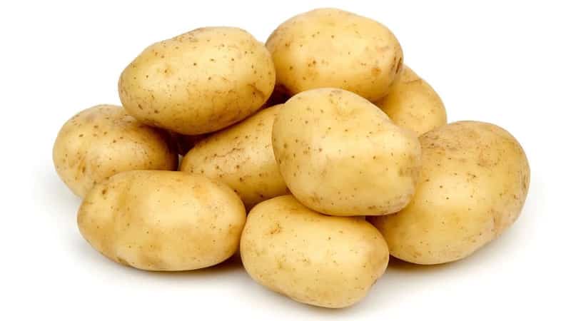 Mid-season table potato variety Volat