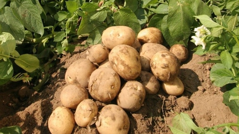 Mid-season table potato variety Volat