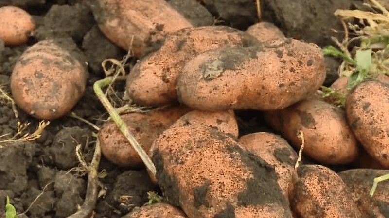 Variedade de batata despretensiosa De manhã cedo: até os iniciantes podem cultivar