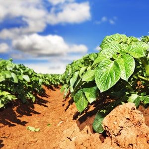 Vidēji agri izturīga kartupeļu šķirne Satina, kuras audzēšanā nav jāpieliek īpašas pūles