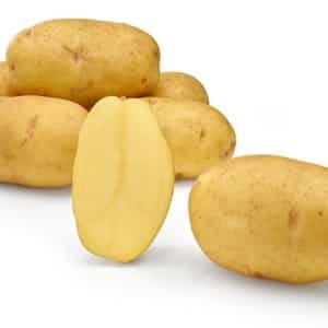 Mid-early resistant potato variety Satina, na hindi nangangailangan ng mga espesyal na pagsisikap kapag lumalaki