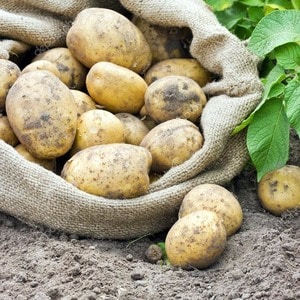 Variedad de patata semitemprana Satina, que no requiere esfuerzos especiales a la hora de crecer.