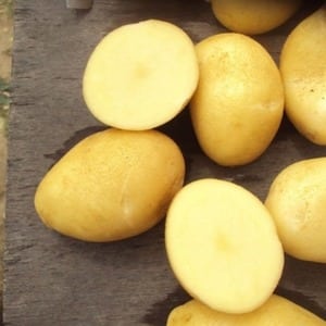 Mid-early resistant potato variety Satina, na hindi nangangailangan ng mga espesyal na pagsisikap kapag lumalaki