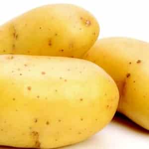 Mid-early resistant potato variety Satina, na hindi nangangailangan ng mga espesyal na pagsisikap kapag lumalaki