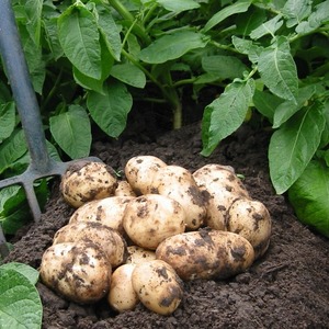 Mid-early resistant potato variety Satina, na hindi nangangailangan ng mga espesyal na pagsisikap kapag lumalaki