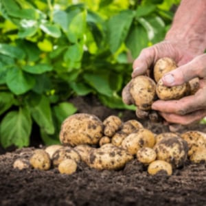 Středně raná odolná odrůda brambor Satina, která při pěstování nevyžaduje zvláštní úsilí