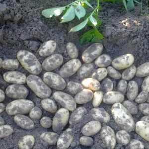 Variedad de patata semitemprana Satina, que no requiere esfuerzos especiales a la hora de crecer.