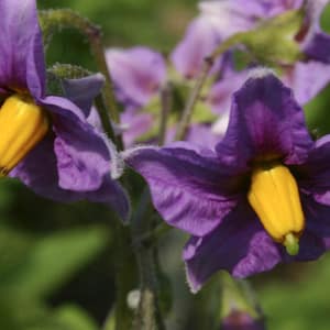 Beschrijving en kenmerken van het aardappelras Laperla