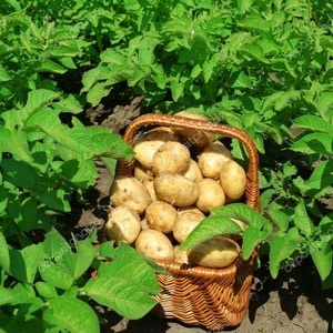 Beschrijving en kenmerken van het aardappelras Laperla