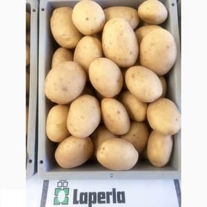 Descripción y características de la variedad de patata Laperla.