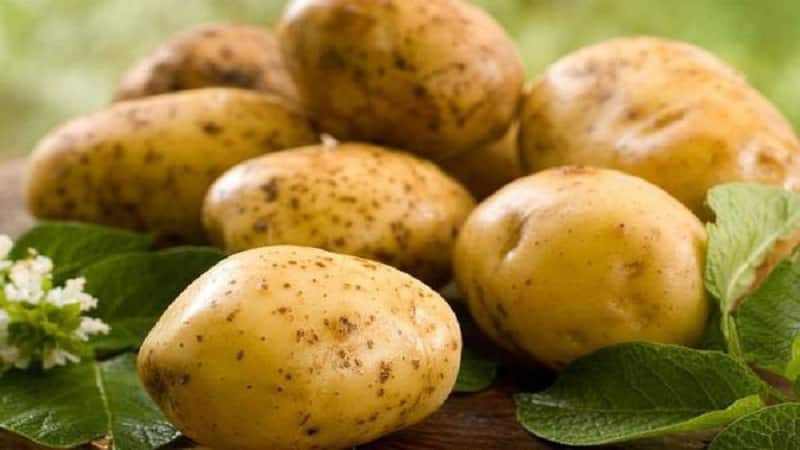 Què té de bo la varietat de patata alemanya Zekura: descripció, característiques i comentaris