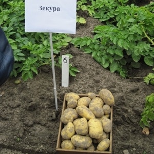 Ano ang mabuti tungkol sa German potato variety Zekura: paglalarawan, mga katangian at mga review