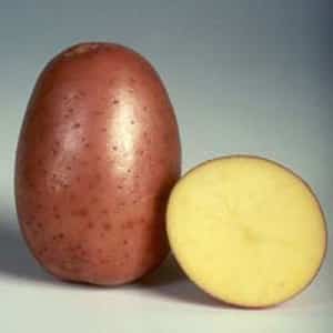 Early maturing, frost-resistant potato variety Rosalind