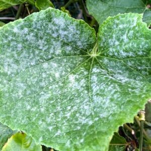 What diseases of cucumber seedlings exist: photos and descriptions