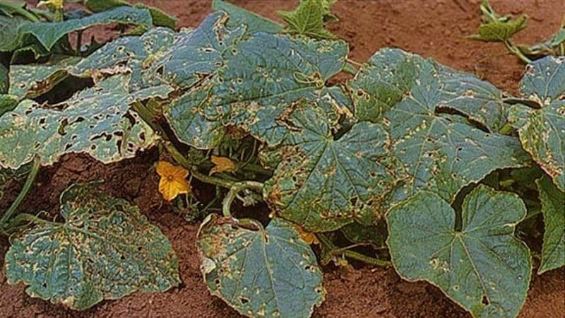 What diseases of cucumber seedlings exist: photos and descriptions