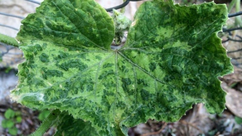 What diseases of cucumber seedlings exist: photos and descriptions