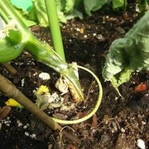 What diseases of cucumber seedlings exist: photos and descriptions