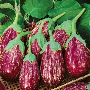 Naiintindihan namin ang mga varieties ng eggplants: ano ang kanilang mga pagkakaiba