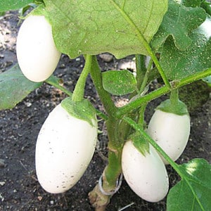 Naiintindihan namin ang mga varieties ng eggplants: ano ang kanilang mga pagkakaiba