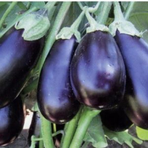 On comprend les variétés d'aubergines : quelles sont leurs différences