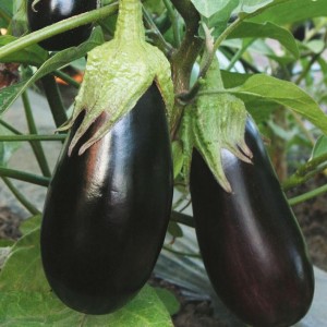 On comprend les variétés d'aubergines : quelles sont leurs différences