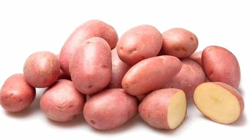 Early maturing, drought-resistant Red Lady potato variety for long-term storage