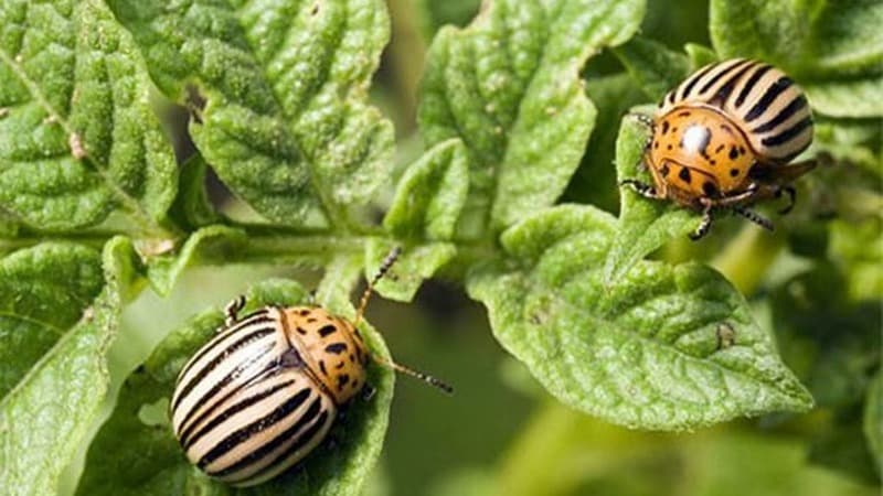 Frühreifende, dürreresistente Kartoffelsorte Red Lady für die Langzeitlagerung