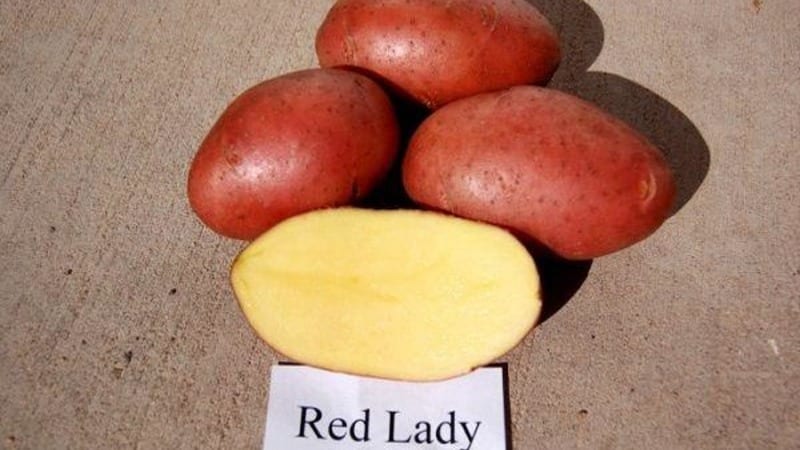 Early maturing, drought-resistant Red Lady potato variety for long-term storage