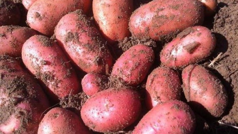 Frühreifende, dürreresistente Kartoffelsorte Red Lady für die Langzeitlagerung