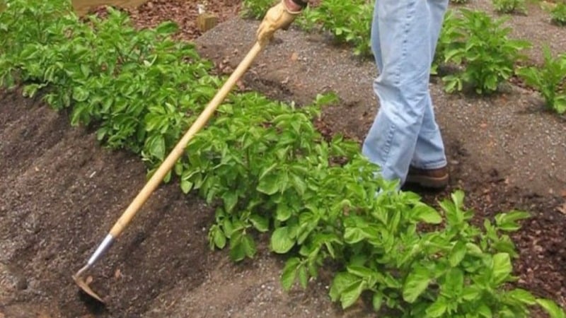 Variedade de batata Red Lady, de maturação precoce e resistente à seca, para armazenamento a longo prazo