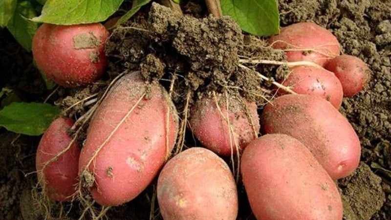 Early maturing, drought-resistant Red Lady potato variety for long-term storage