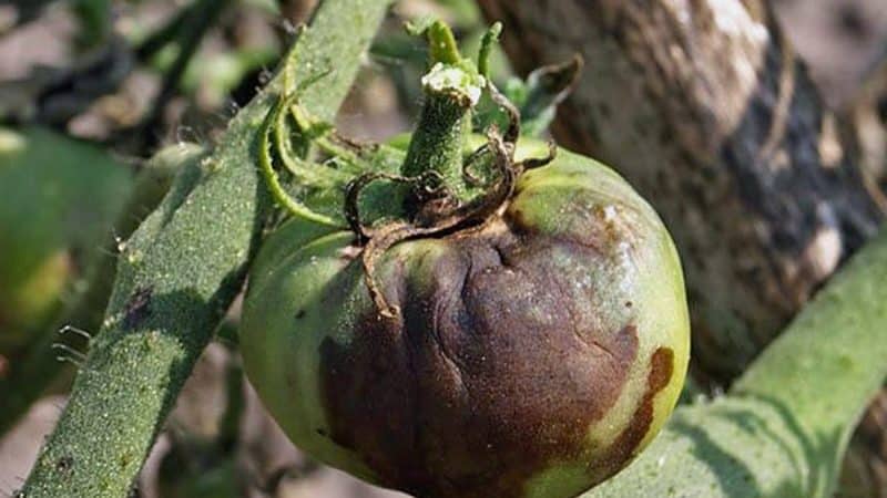 Nous combattons une maladie populaire de la tomate en utilisant des méthodes traditionnelles : comment traiter les tomates avec de l'iode contre le mildiou