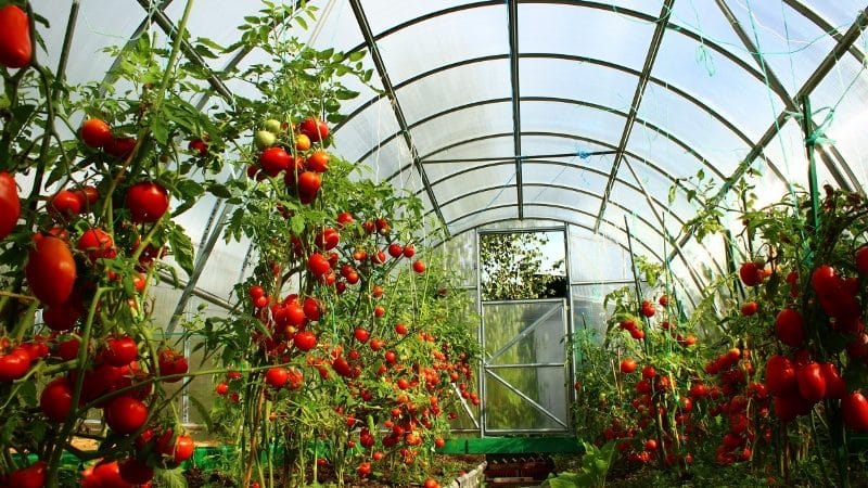 Nous combattons une maladie populaire de la tomate en utilisant des méthodes traditionnelles : comment traiter les tomates avec de l'iode contre le mildiou