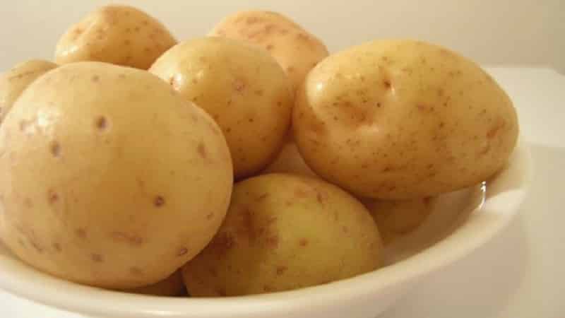 Varietà di patate Molly a maturazione precoce e senza pretese