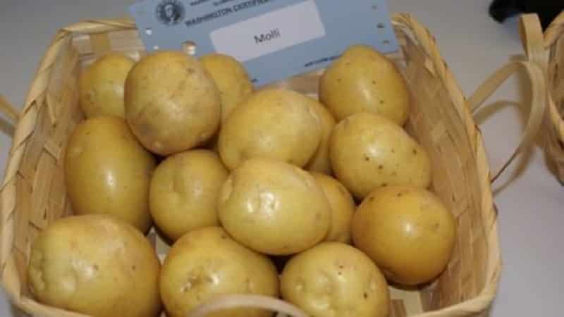 Early ripening and unpretentious potato variety Molly