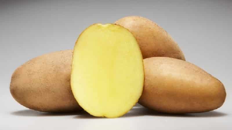 Varietà di patate Molly a maturazione precoce e senza pretese