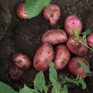 Varietà di patate medio-precoce Krasavichik dal gusto straordinario