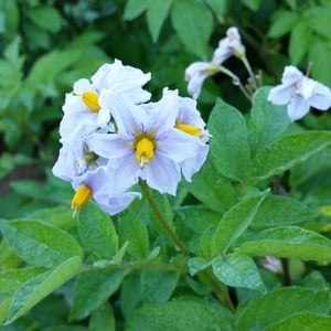 Mid-early potato variety Krasavichik na may kamangha-manghang lasa